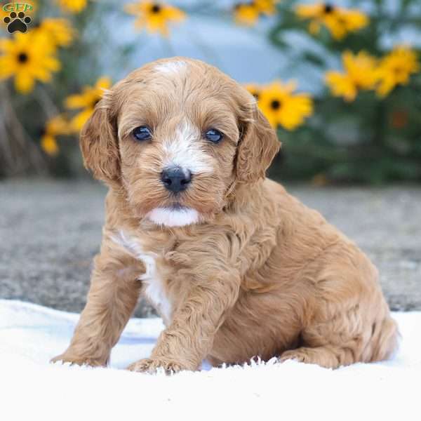 Cammi F1B, Cavapoo Puppy